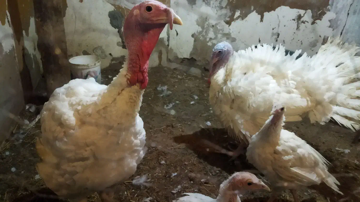 بوقلمون بیوتی نر گوشتی|حیوانات مزرعه|اردبیل, |دیوار