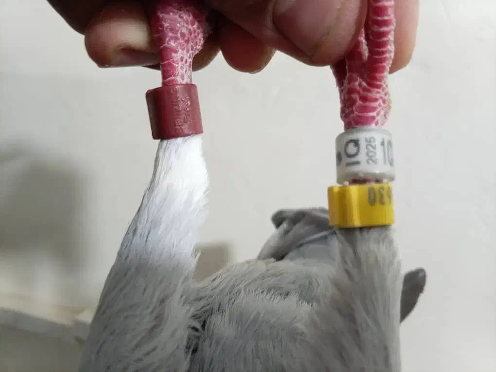 عراق 2025|پرنده|آبادان, |دیوار