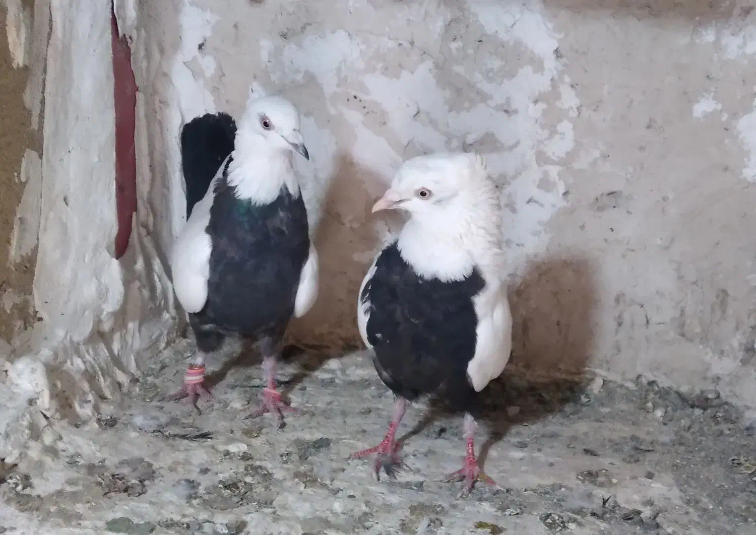 شالنگی و سیندوم سرخ|پرنده|قم, مسجد امام حسن|دیوار