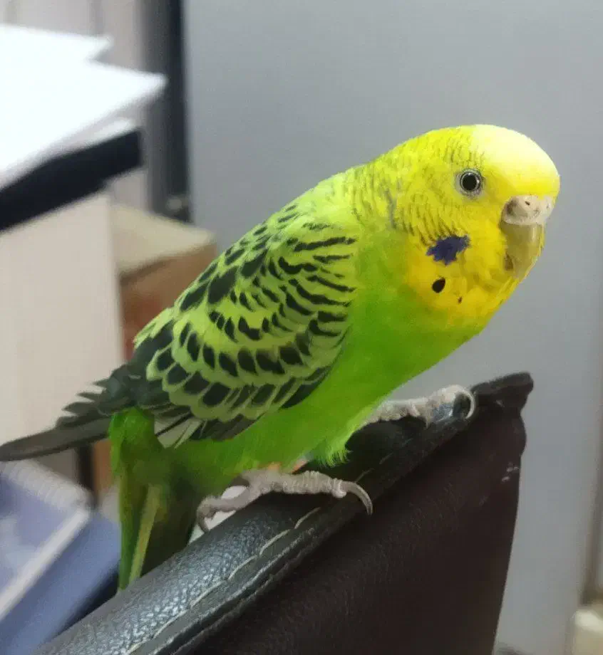 مرغ عشق خوشگل|پرنده|پاکدشت, شهرک انقلاب|دیوار