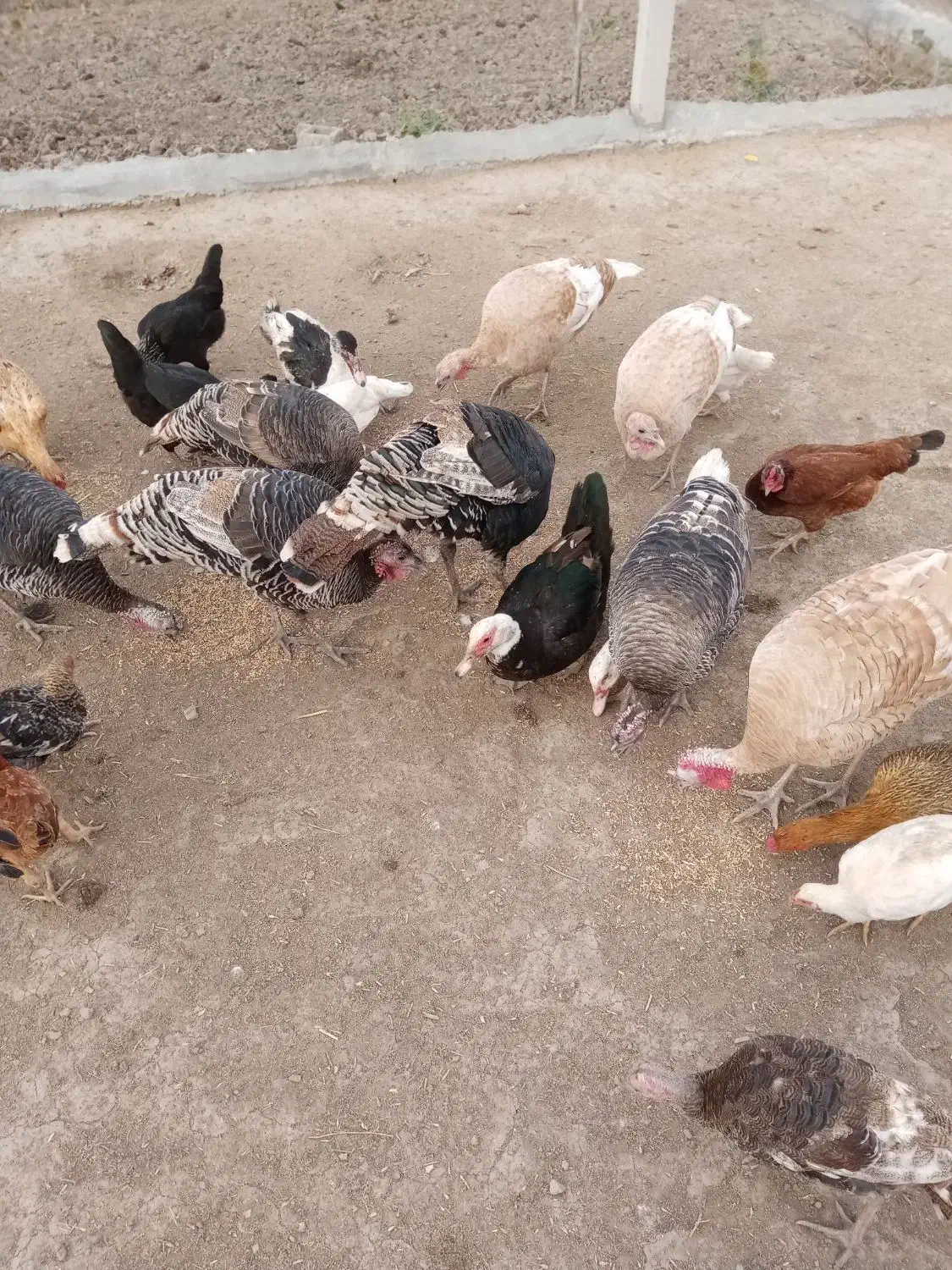 بوقلمون|حیوانات مزرعه|گنبد کاووس, |دیوار