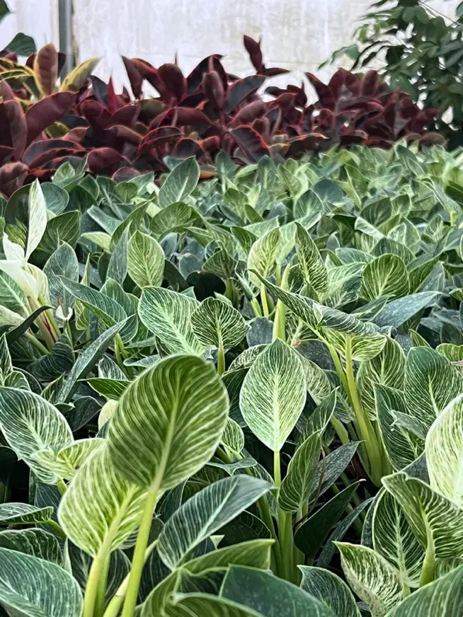 تولید و فروش و ارسال گل وگیاه آپارتمانی|گل و گیاه طبیعی|آمل, |دیوار