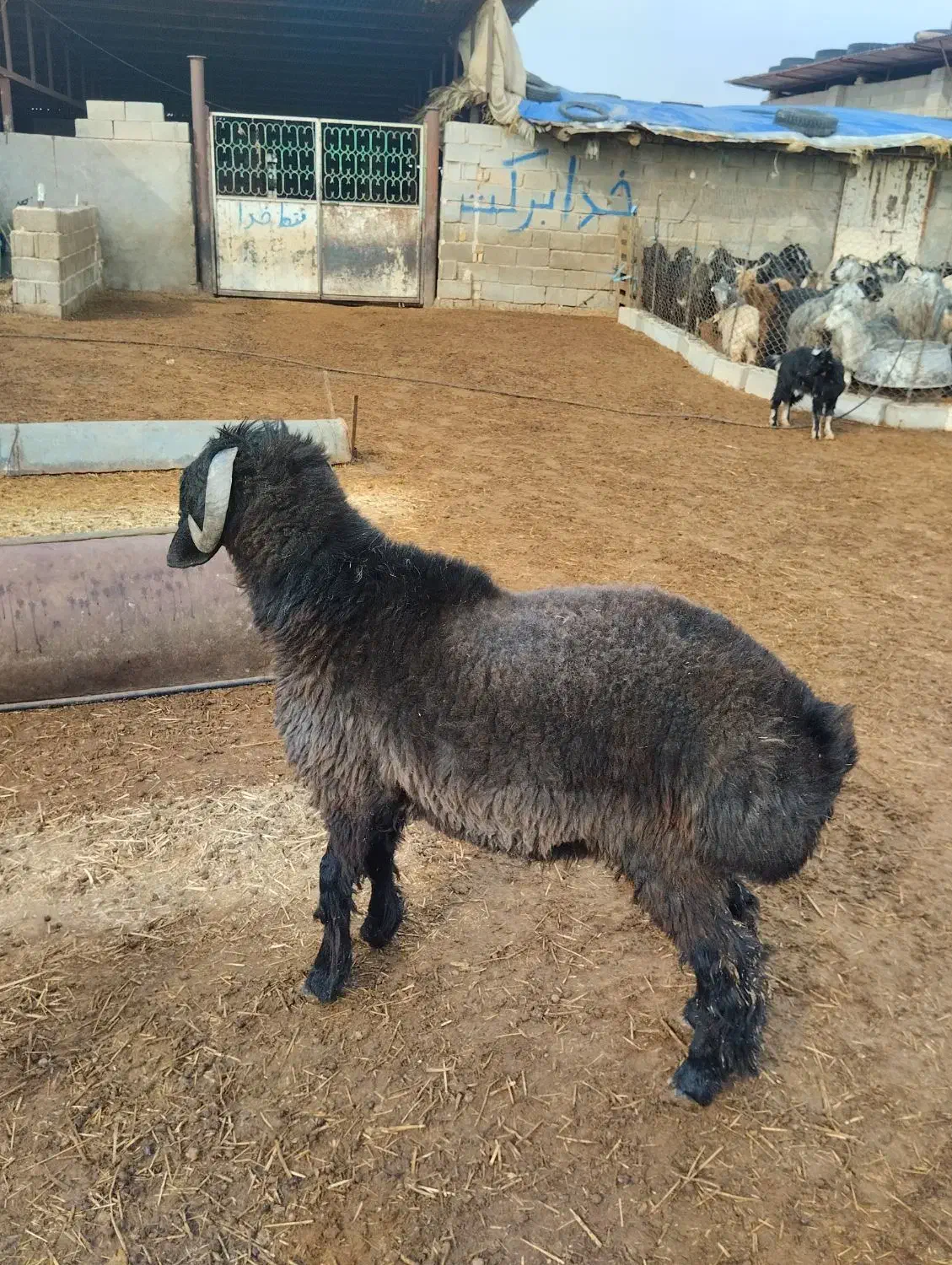 فروش بره قوچی بذری|حیوانات مزرعه|خرامه, |دیوار