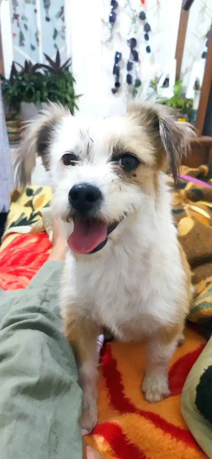 فروش سگ پایمرو شیتزو|سگ|نورآباد ممسنی, |دیوار