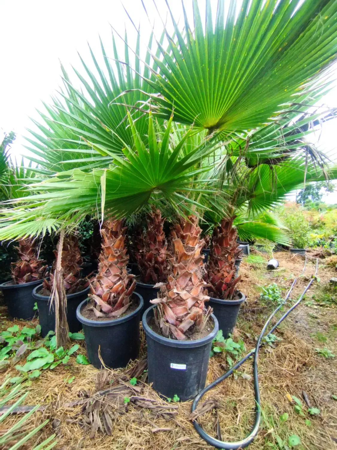 پالم واشنگتن|خدمات باغبانی و درختکاری|چابکسر, |دیوار