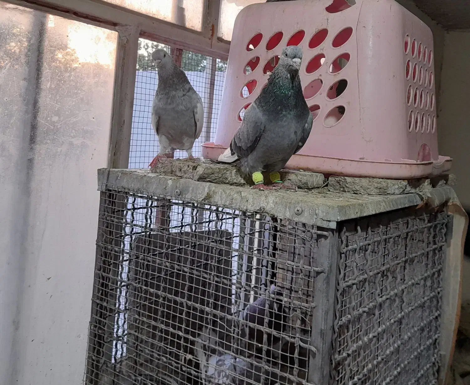 کبوتر  سینه سبز|پرنده|مشهد, فاطمیه|دیوار