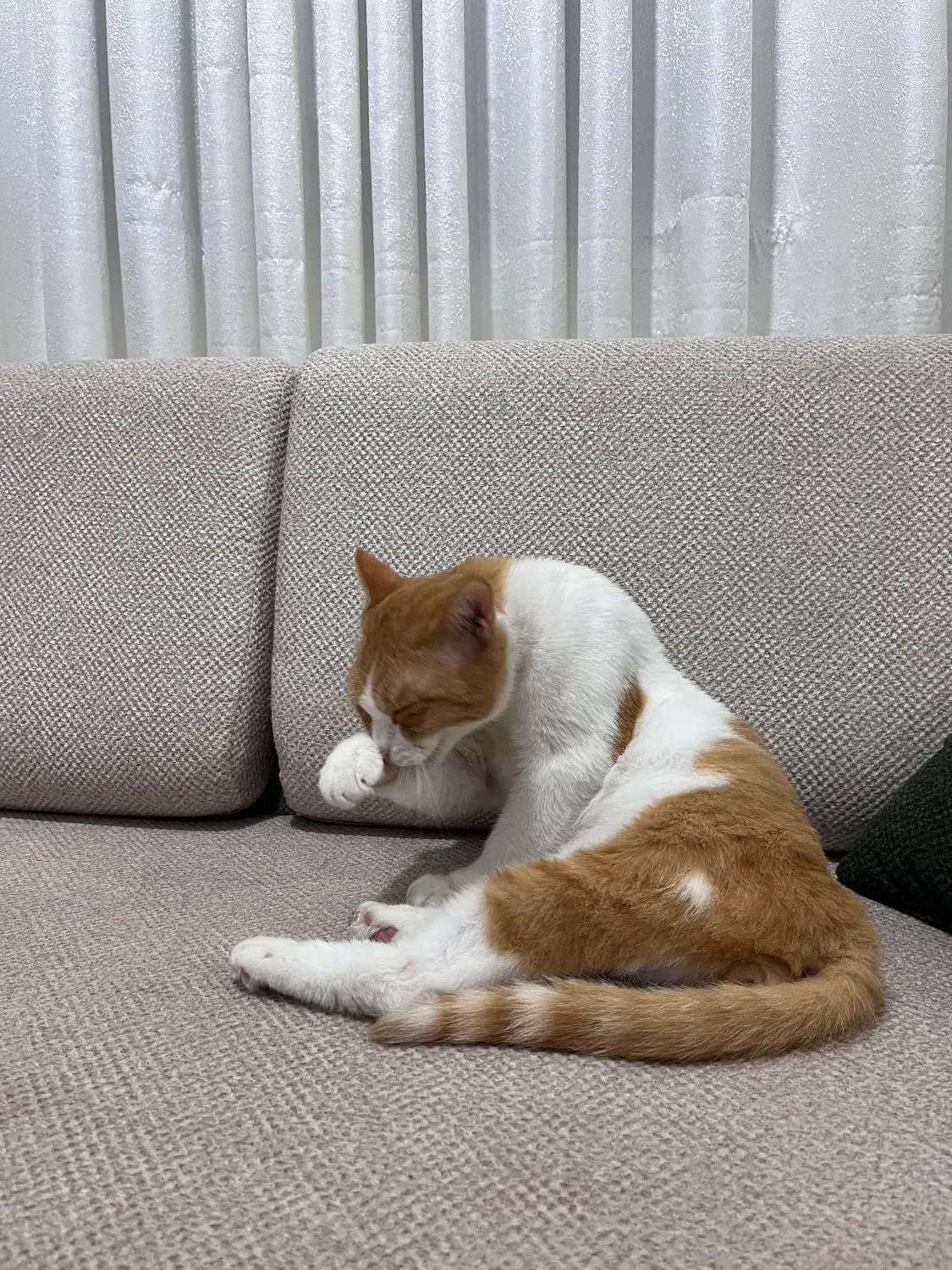 واگذاری گربه در رشت|گربه|رشت, پستک|دیوار