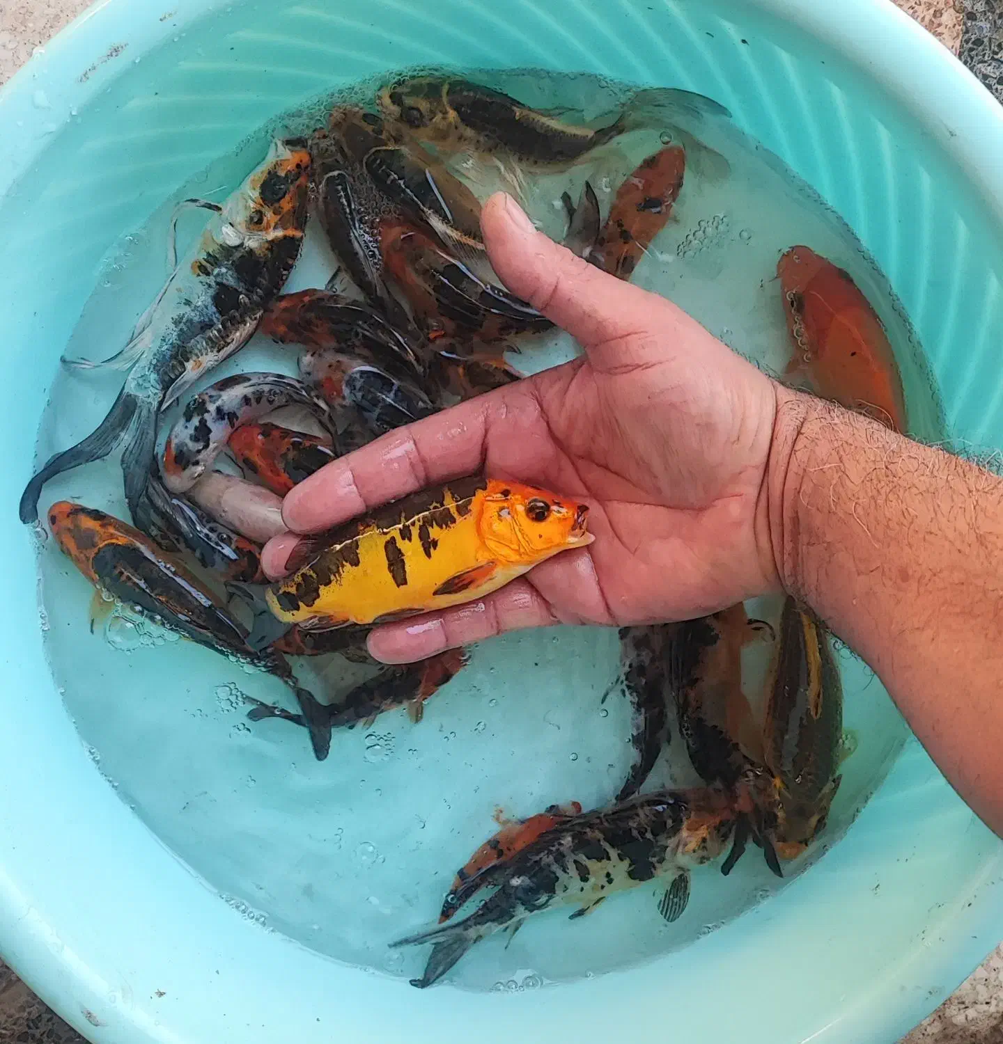 ماهی|ماهی|اصفهان, نصرآباد|دیوار