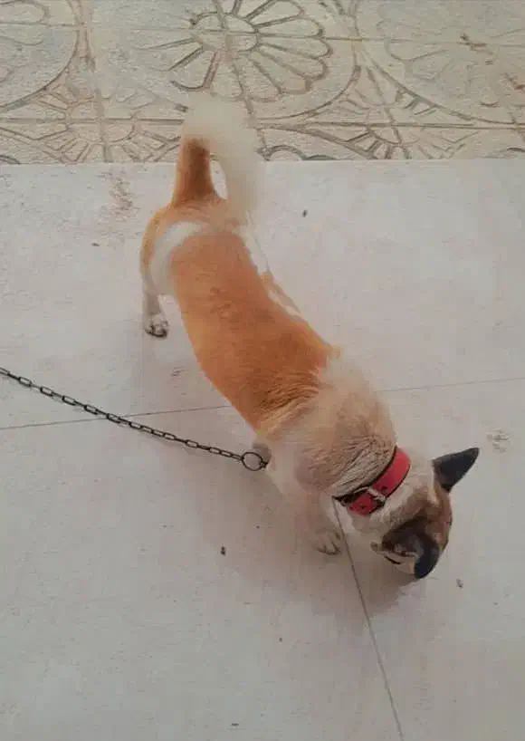 تدی|سگ|گرگان, |دیوار