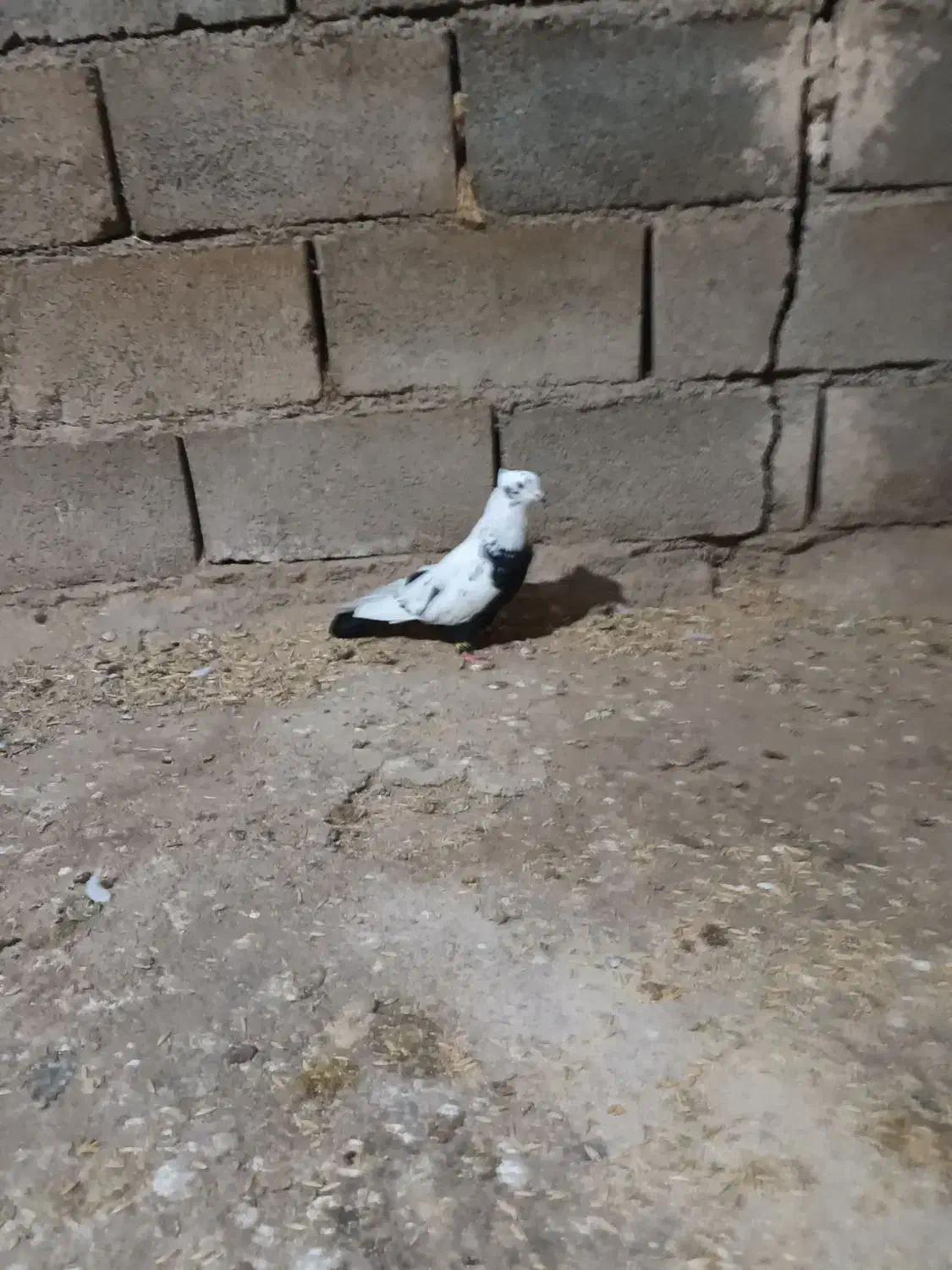 پرنده|پرنده|خرم‌آباد, |دیوار