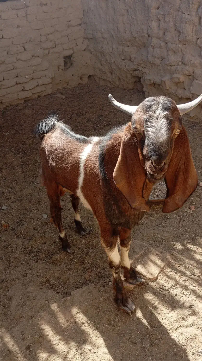 تروشت|حیوانات مزرعه|سراوان, |دیوار