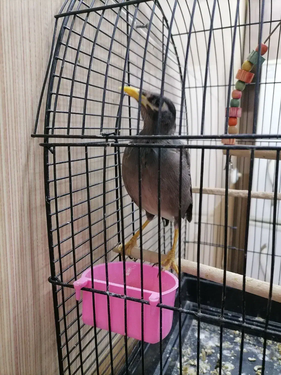 جوجه مرغ مینا|پرنده|قم, نیروگاه|دیوار