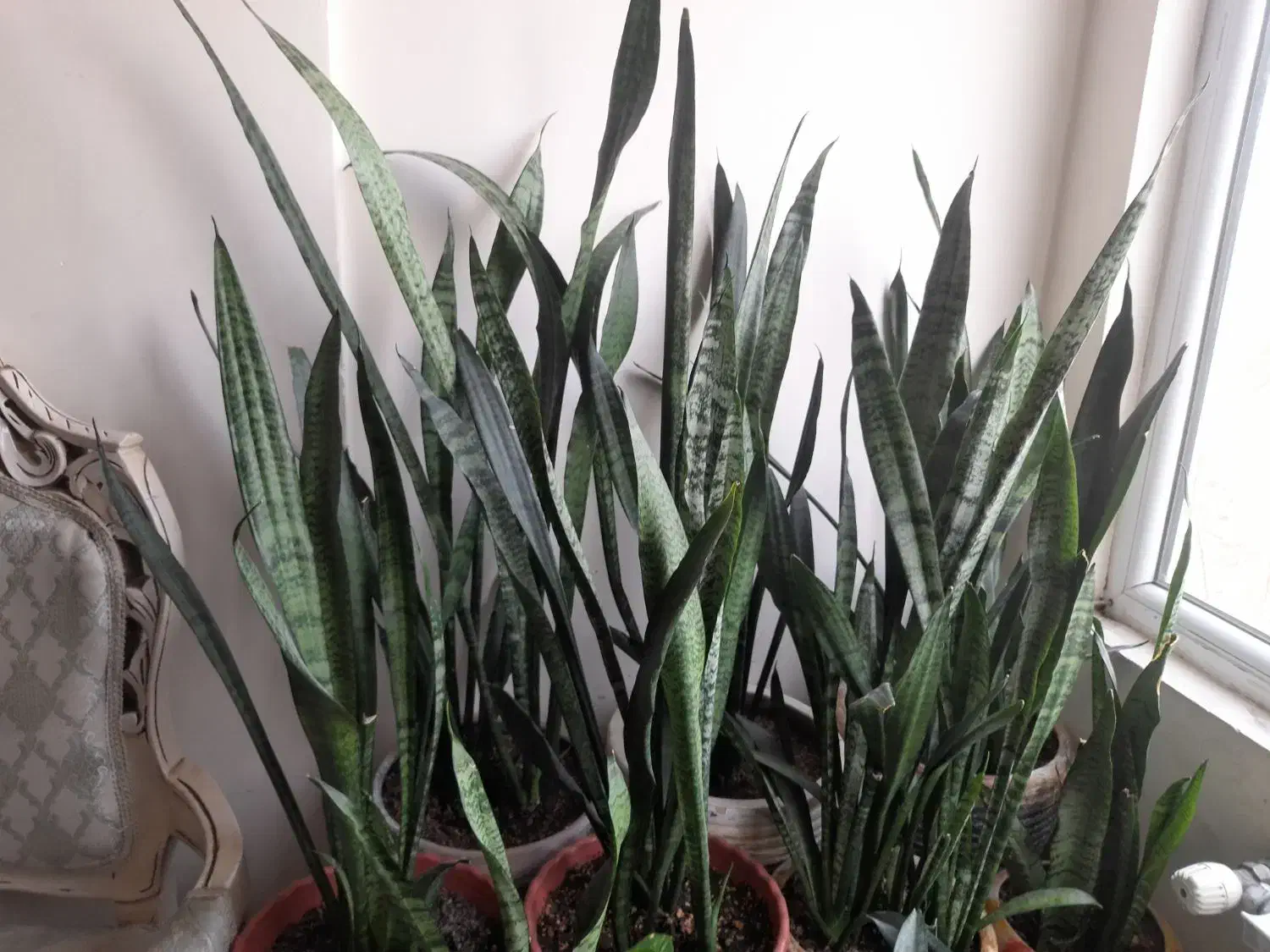 گل سانسوریا|گل و گیاه طبیعی|پاکدشت, شهرک امام رضا|دیوار