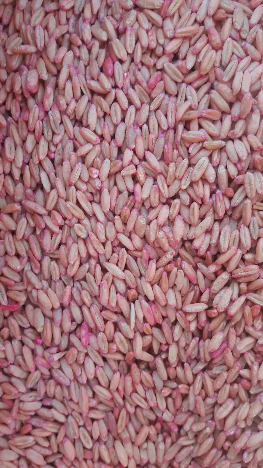 گندم پیشگام و اذر۲ بذری .جو سرارود|عمدهفروشی|ماهیدشت, |دیوار