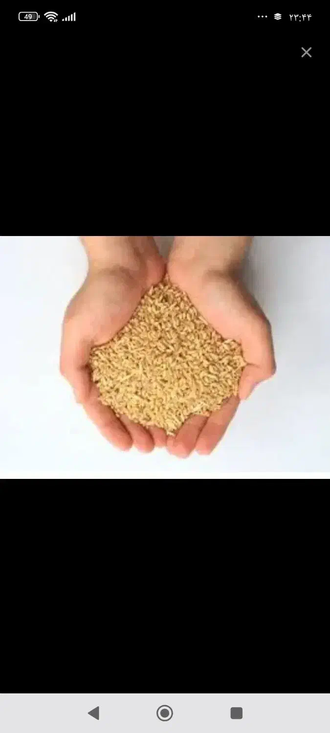 گندم دیم|خوردنی و آشامیدنی|نورآباد, |دیوار