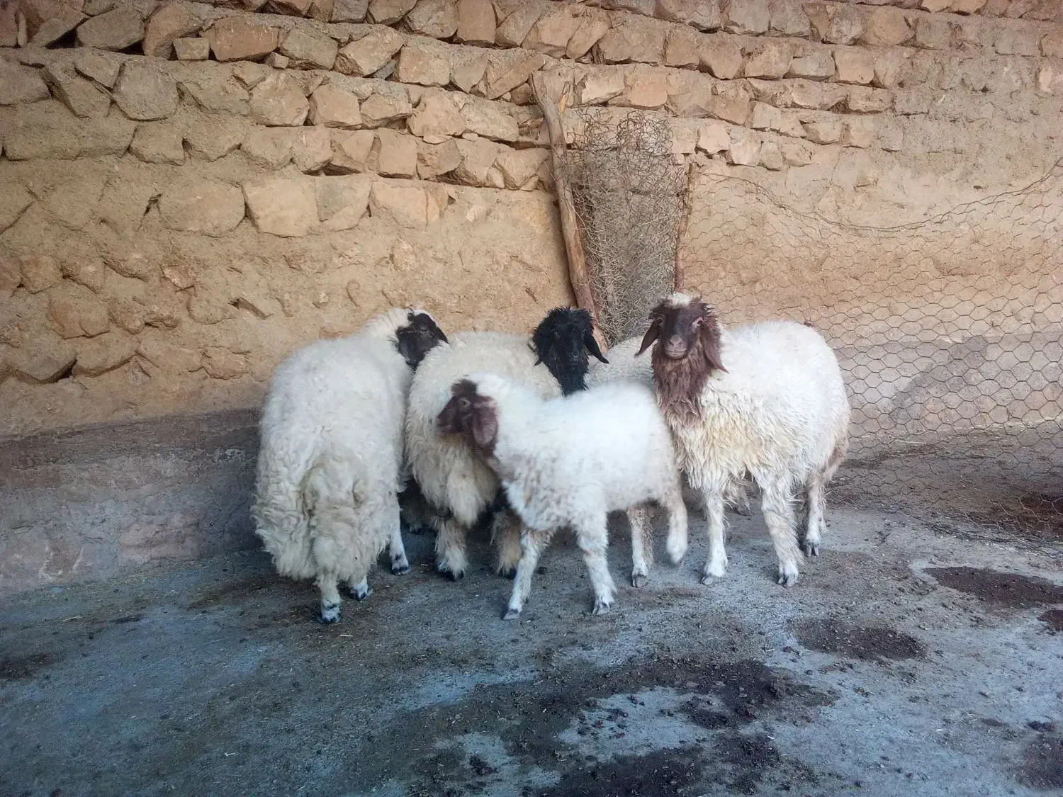 بره پروار|حیوانات مزرعه|کارزان, |دیوار