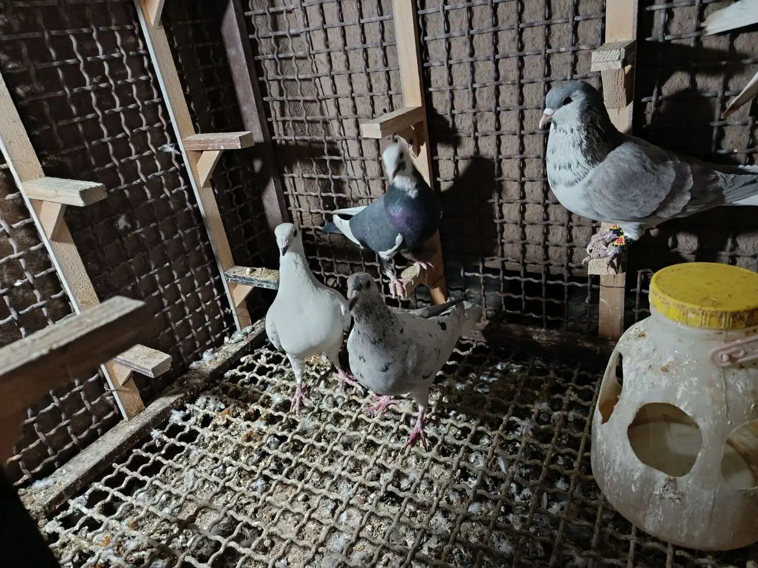 کبوتر پرشی و جفتگاه|پرنده|مشهد, دوست آباد|دیوار