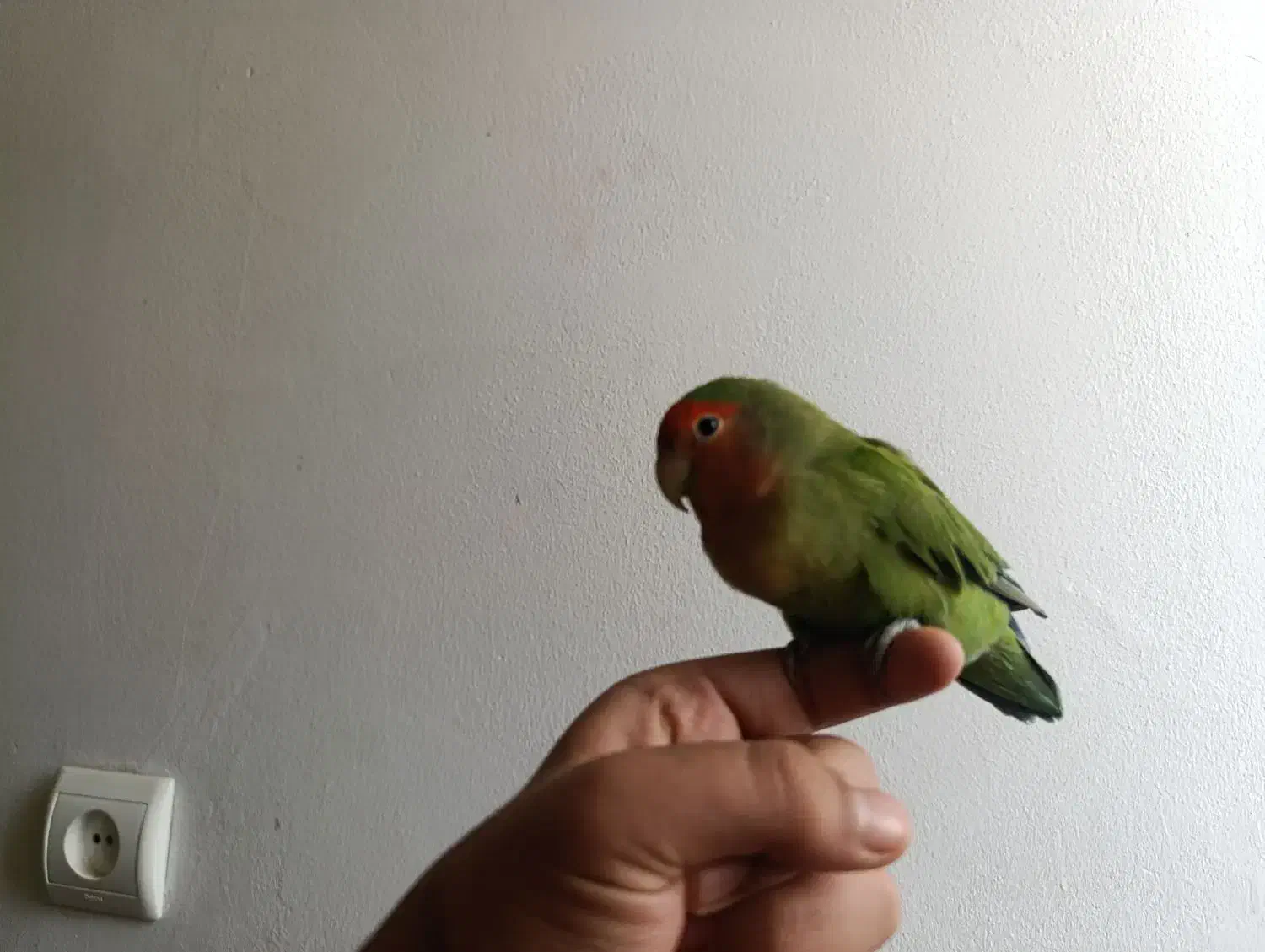 طوطی برزیلی (کوتوله برزیلی) دستی و رام (ماده)|پرنده|کهریزک, |دیوار