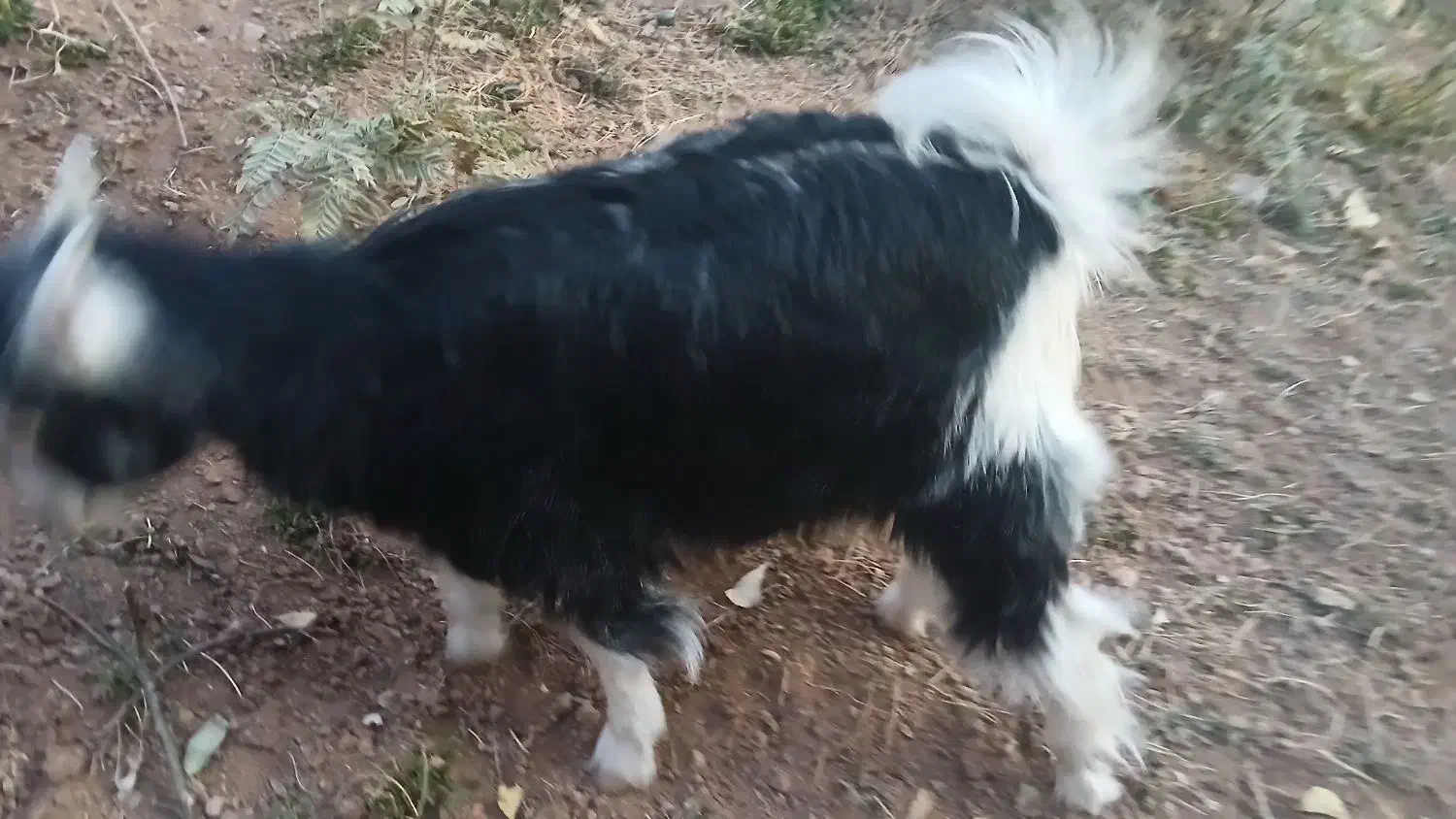 بزغاله چاق|حیوانات مزرعه|آبعلی, |دیوار