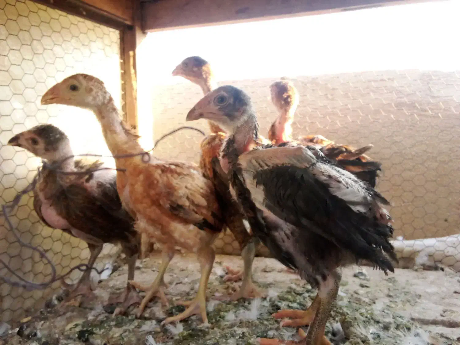 جوجه لاری دوماهه سه ماهه سه دانگ تا ۴دانگ|حیوانات مزرعه|سمنان, |دیوار