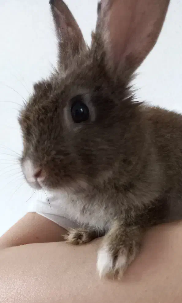 خرگوش|موش و خرگوش|قم, بنیاد|دیوار