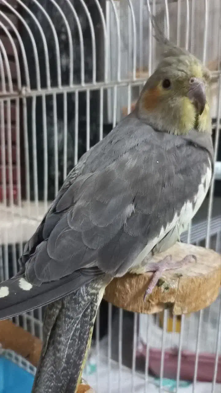 طوطی عروس هلندی وملنگورام|پرنده|کرج, شهرک فهمیده|دیوار