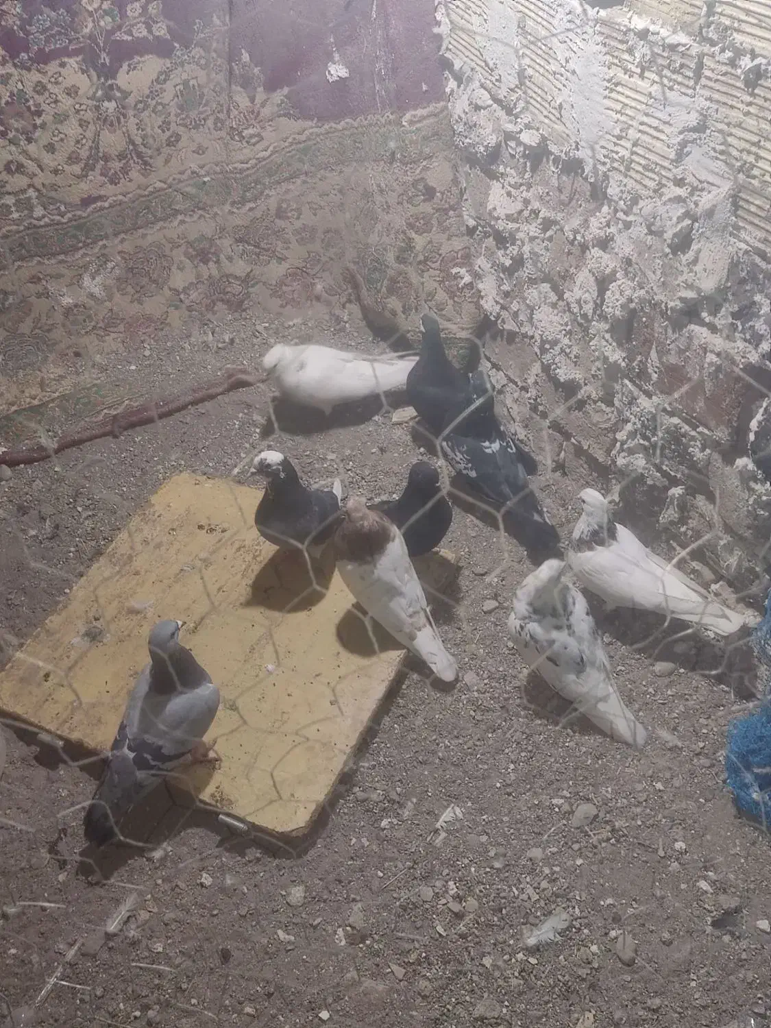 کفتر|پرنده|بم, |دیوار