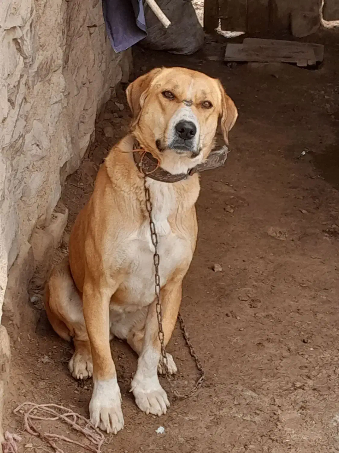 سگ آدمی|حیوانات|شیروان (خراسان), |دیوار