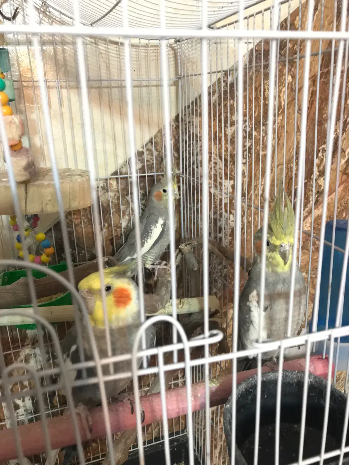 عروس هلندی|پرنده|خسروشاه, |دیوار