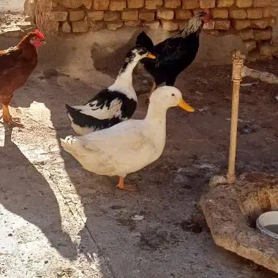 دوعدد اردک|حیوانات مزرعه|زارچ, |دیوار