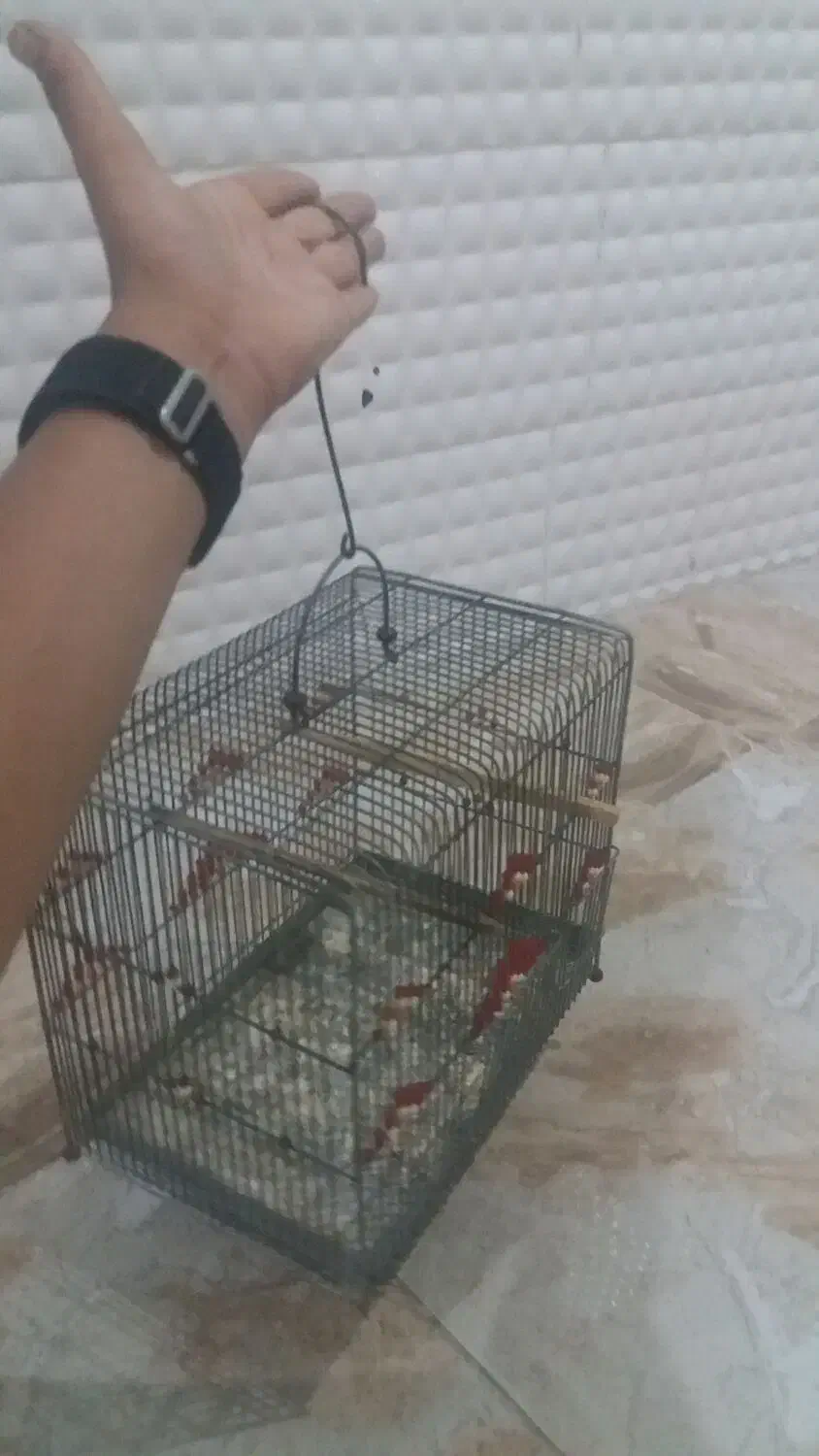 فروش قفس پرنده|لوازم جانبی حیوانات|مهر, |دیوار