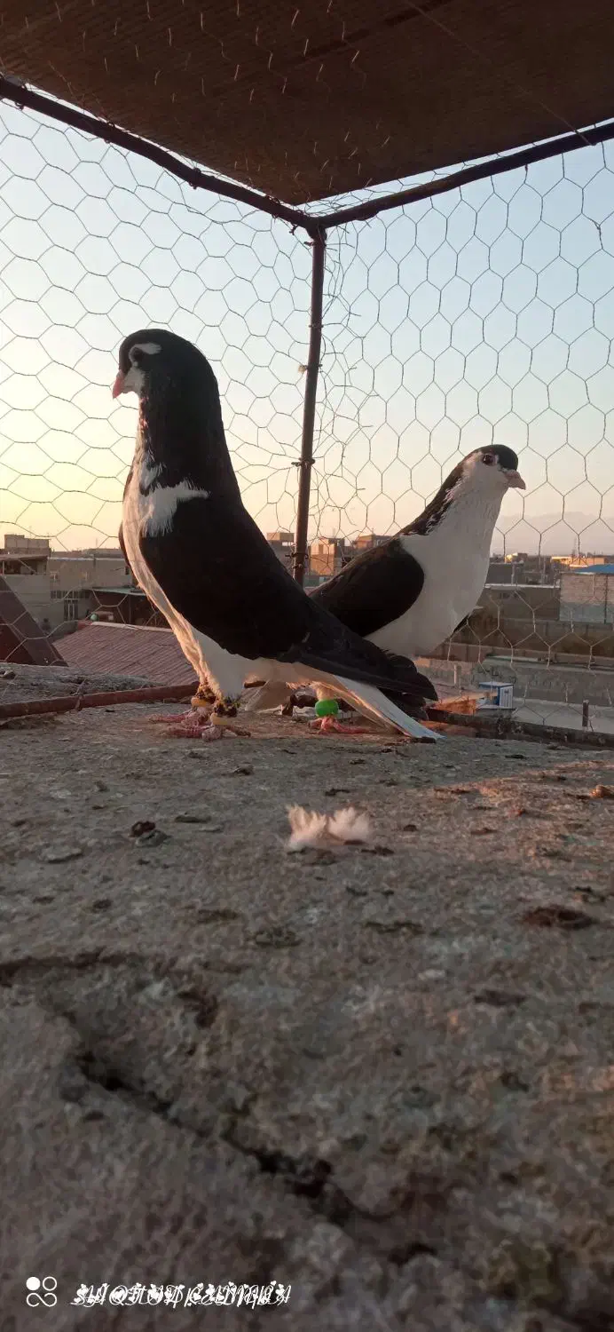 جفتی|پرنده|سبزوار, کهنه آب|دیوار