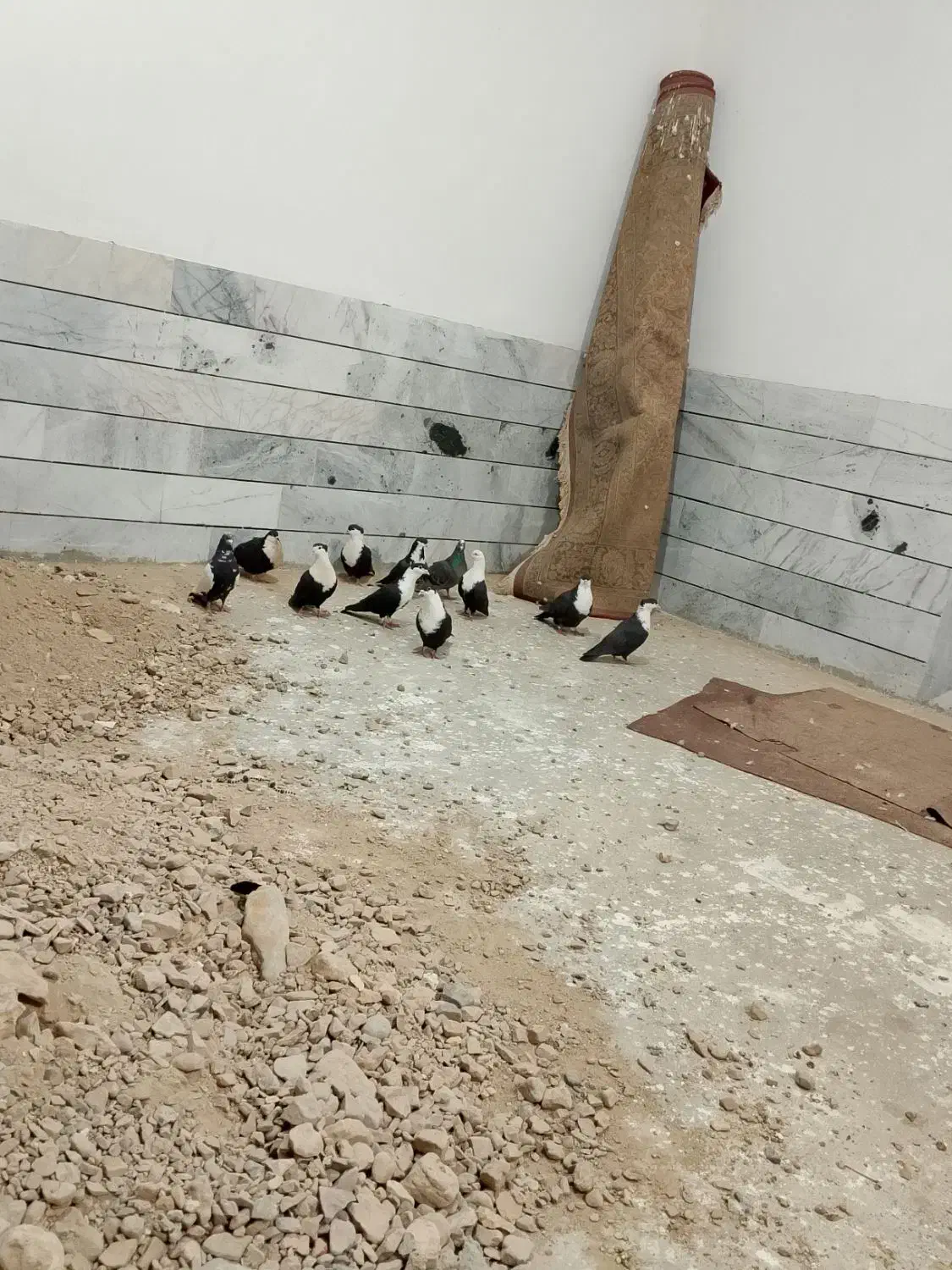 ریشی|پرنده|قائن, |دیوار