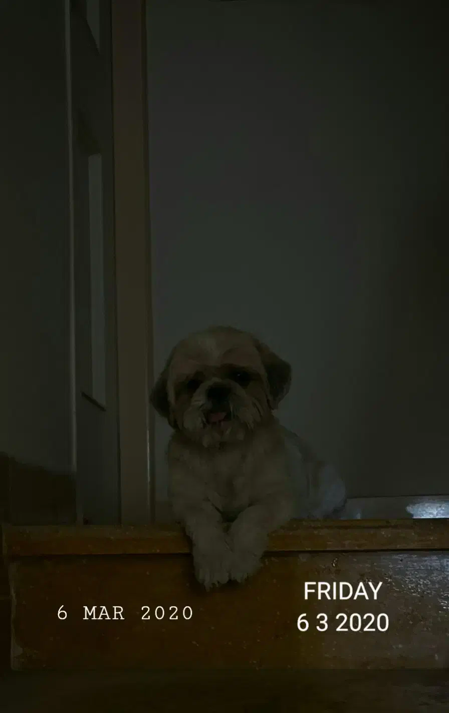 واگذاری سگ رایگان|سگ|شاهینشهر, بوستان حافظ|دیوار