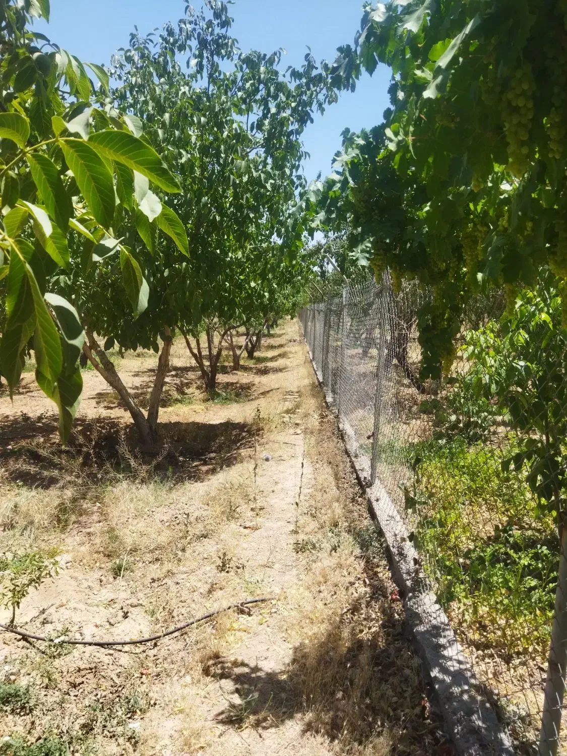 فرصتی بی نظیر برای خرید باغ در منطقه پل زمانخان|فروش زمین و ملک کلنگی|فولادشهر, مسکن مهر فولادشهر|دیوار