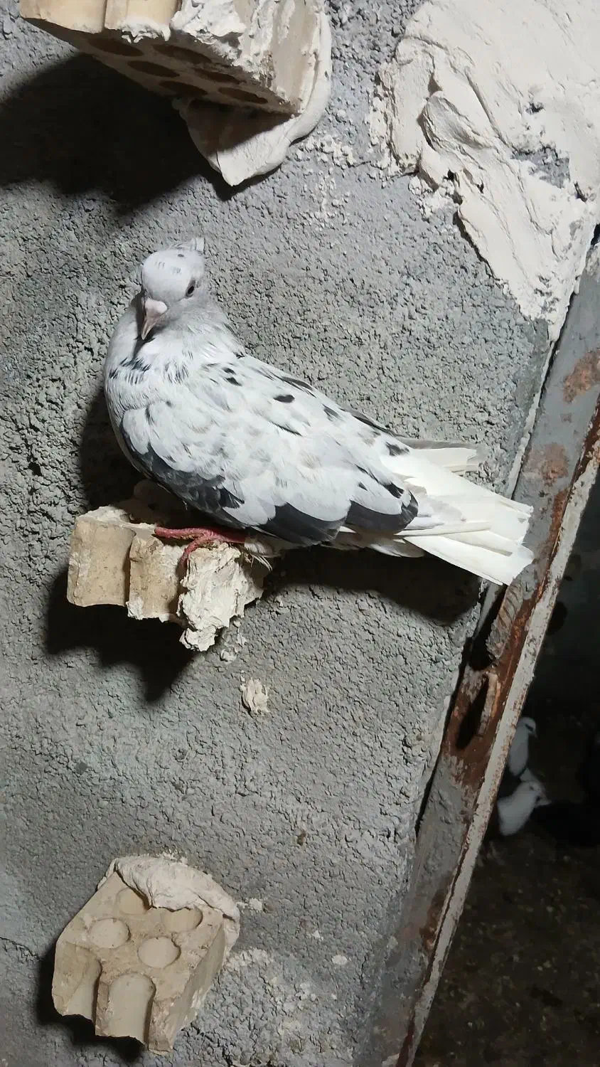 ۱۰۰|پرنده|رامهرمز, |دیوار