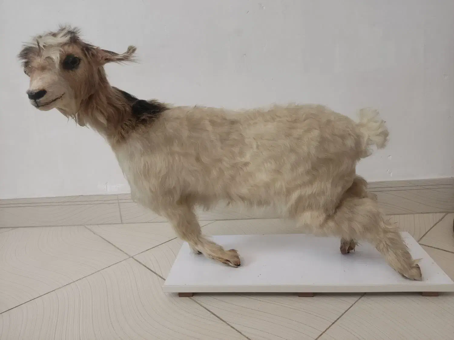 بره|مجسمه، تندیس، ماکت|هشتگرد, شهرک ولیعصر (مصلی)|دیوار