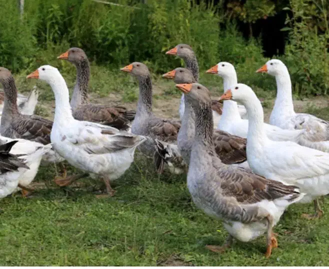 غاز محلی|حیوانات مزرعه|نمین, |دیوار