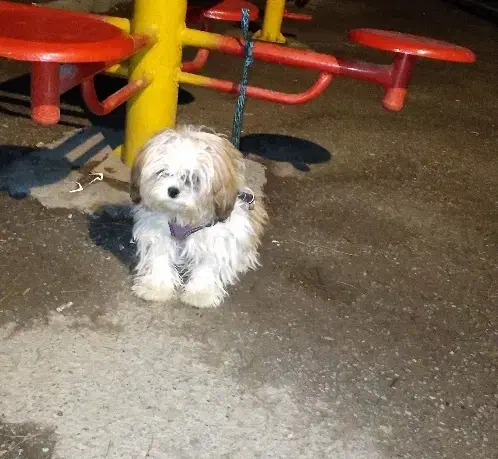 شیتزو فلت|سگ|کرج, شاهین‌ویلا|دیوار