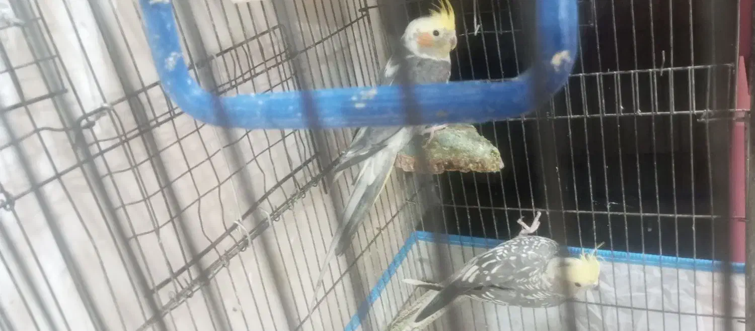 عروس هلندی نروماده جفت بامرغ محلی هم معاوضه دارم|پرنده|لامرد, |دیوار