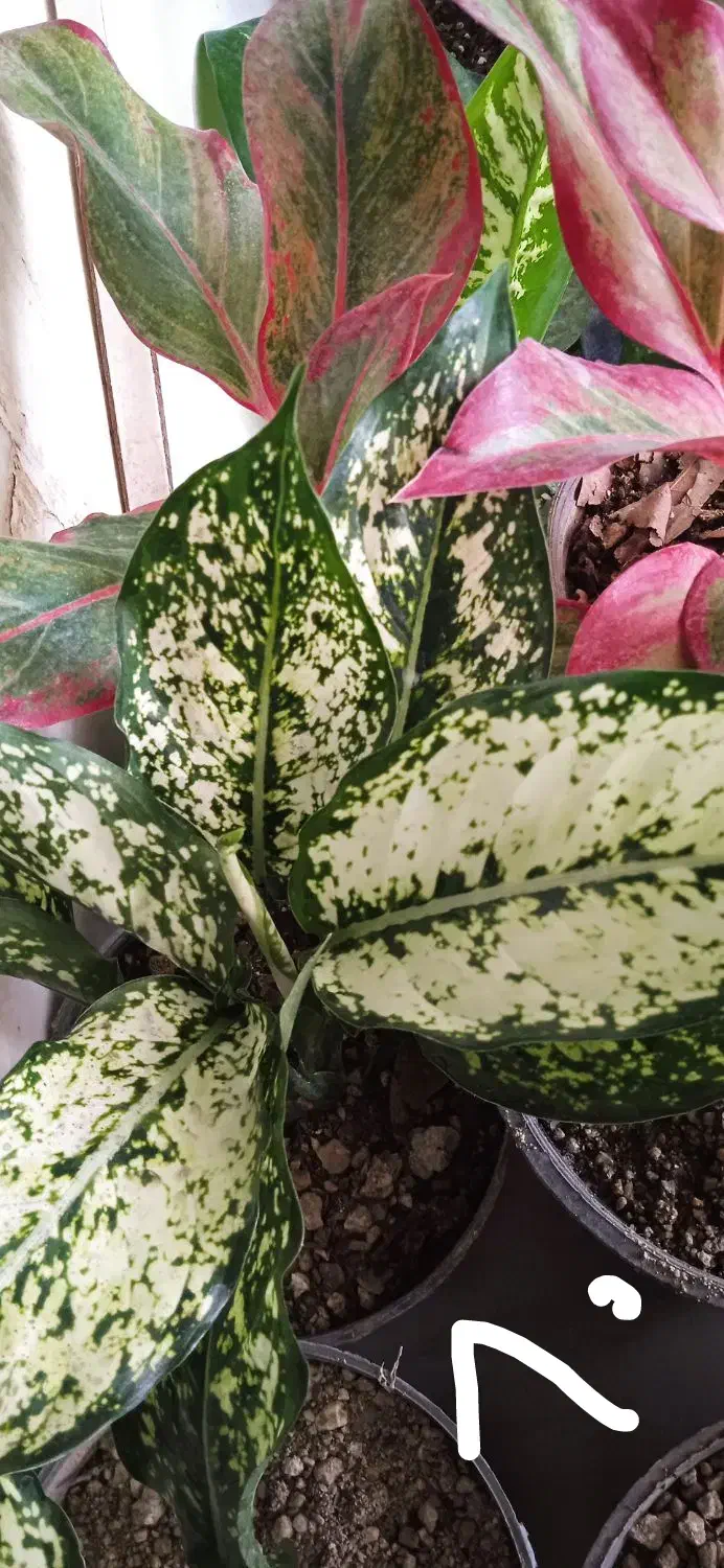 گل کم آب کم نور|گل و گیاه طبیعی|بروجرد, |دیوار