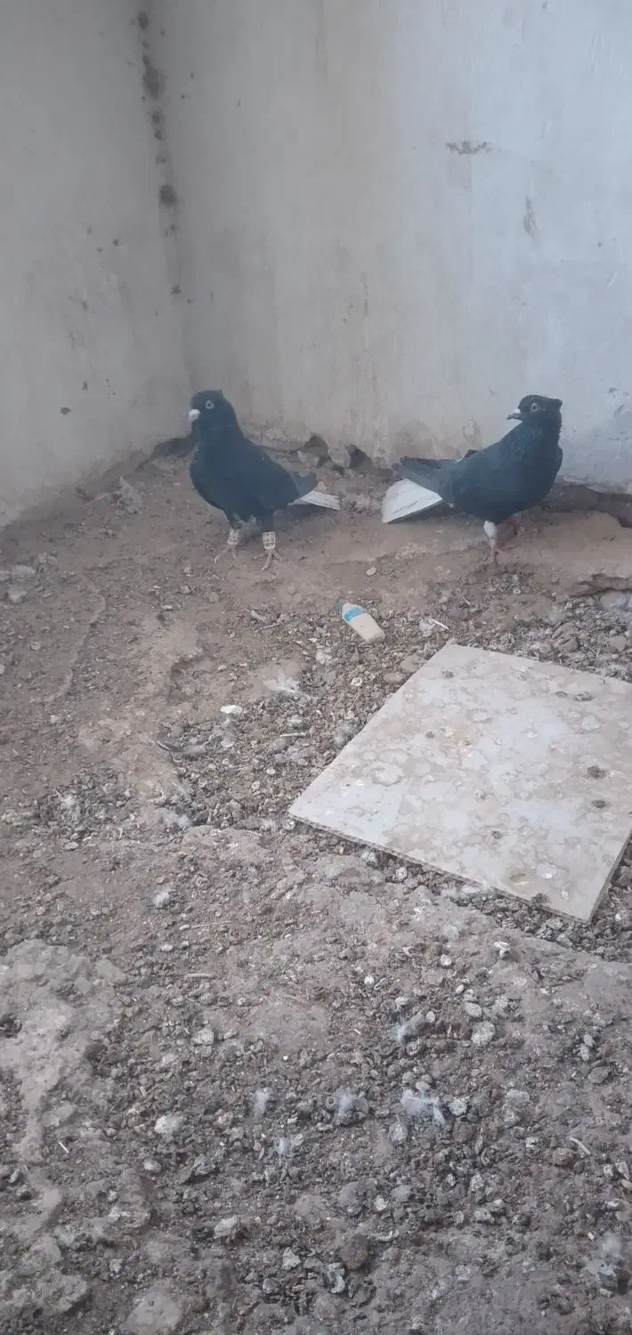 دم سفید جفتی|پرنده|سبزوار, رباط|دیوار