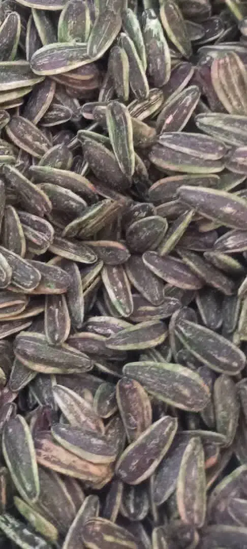 تخمه آفتابگردان اعلا|عمده‌فروشی|رشت, پارک شهر|دیوار