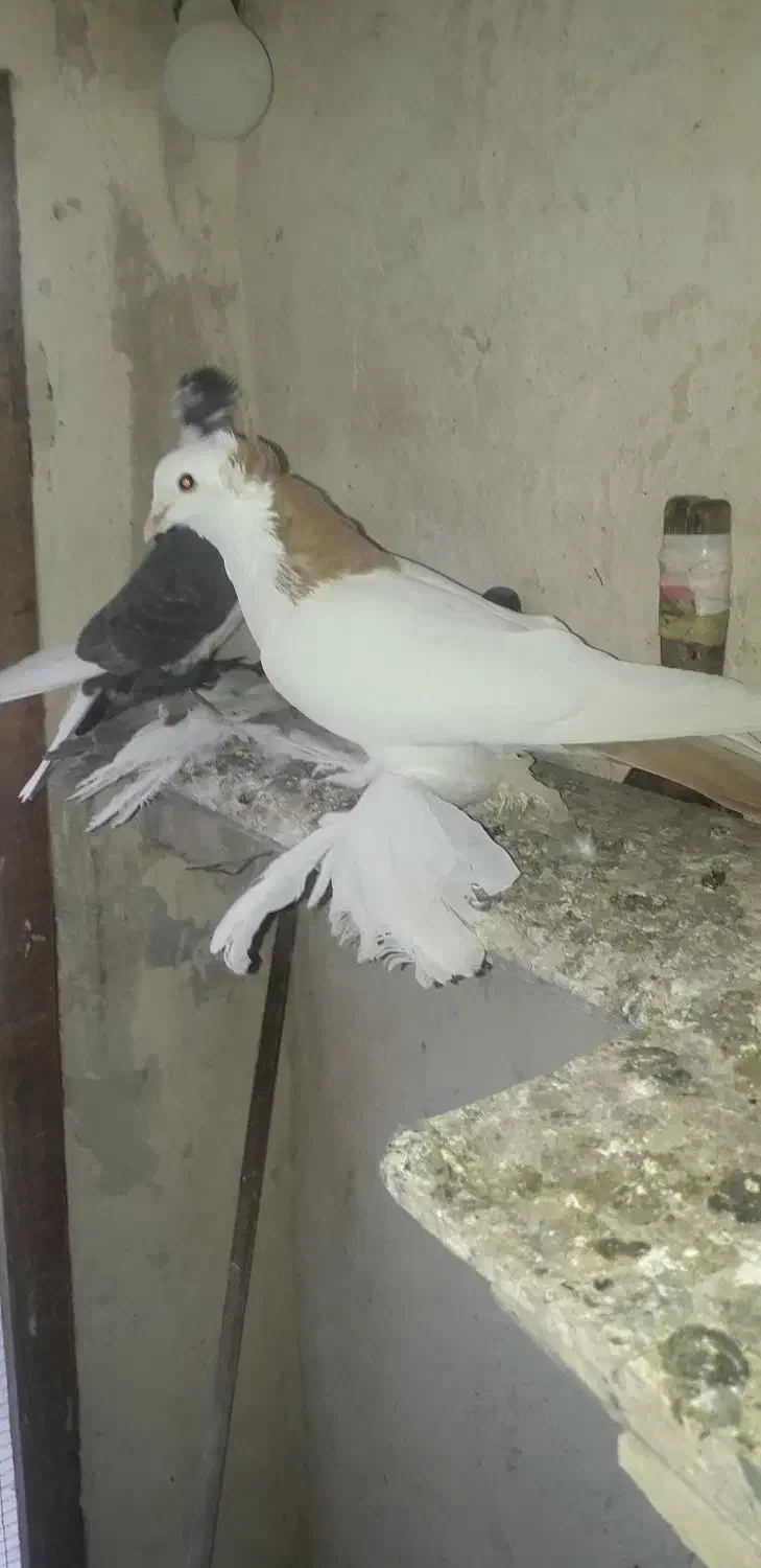 کبوتر|پرنده|تبریز, |دیوار