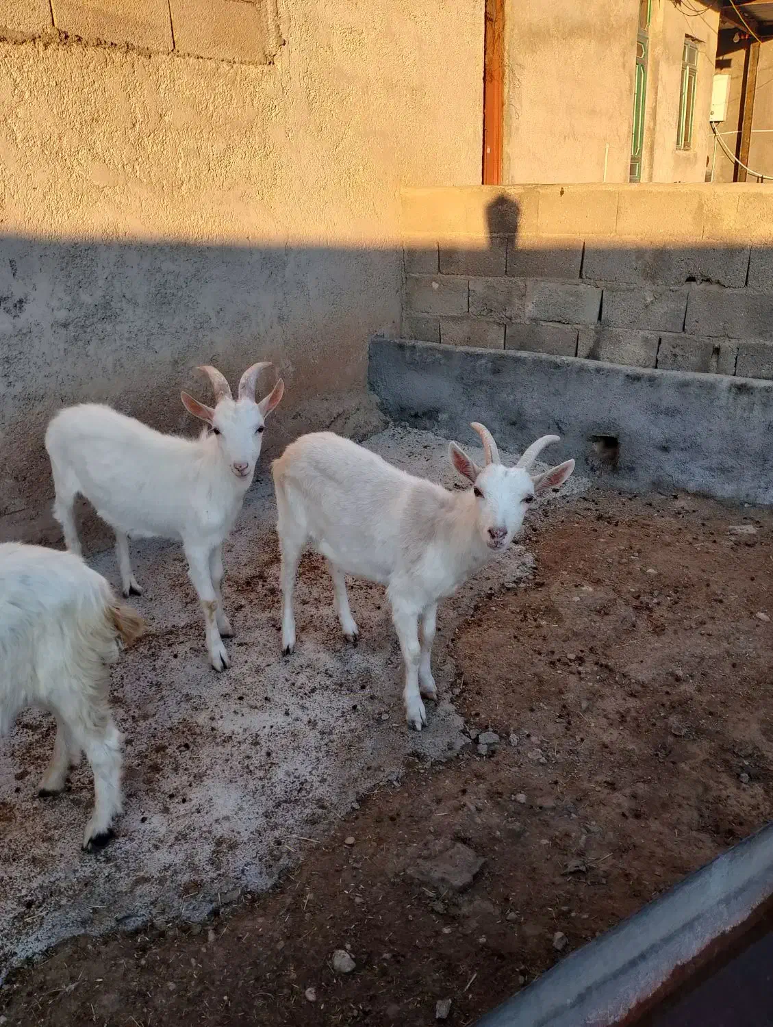 بز سانن اصل درجه یک|حیوانات مزرعه|دشت ذهاب, |دیوار