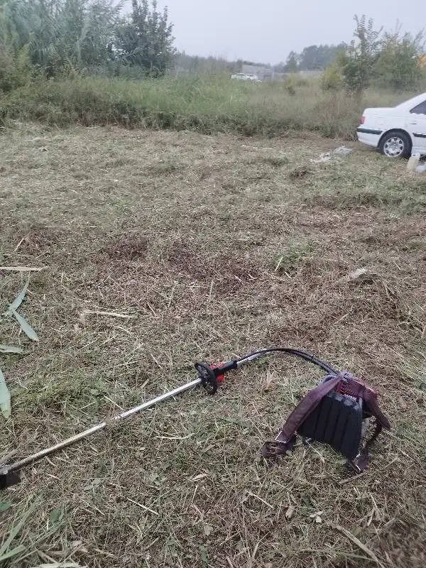 علف زنی|خدمات باغبانی و درختکاری|رشت, باهنر|دیوار