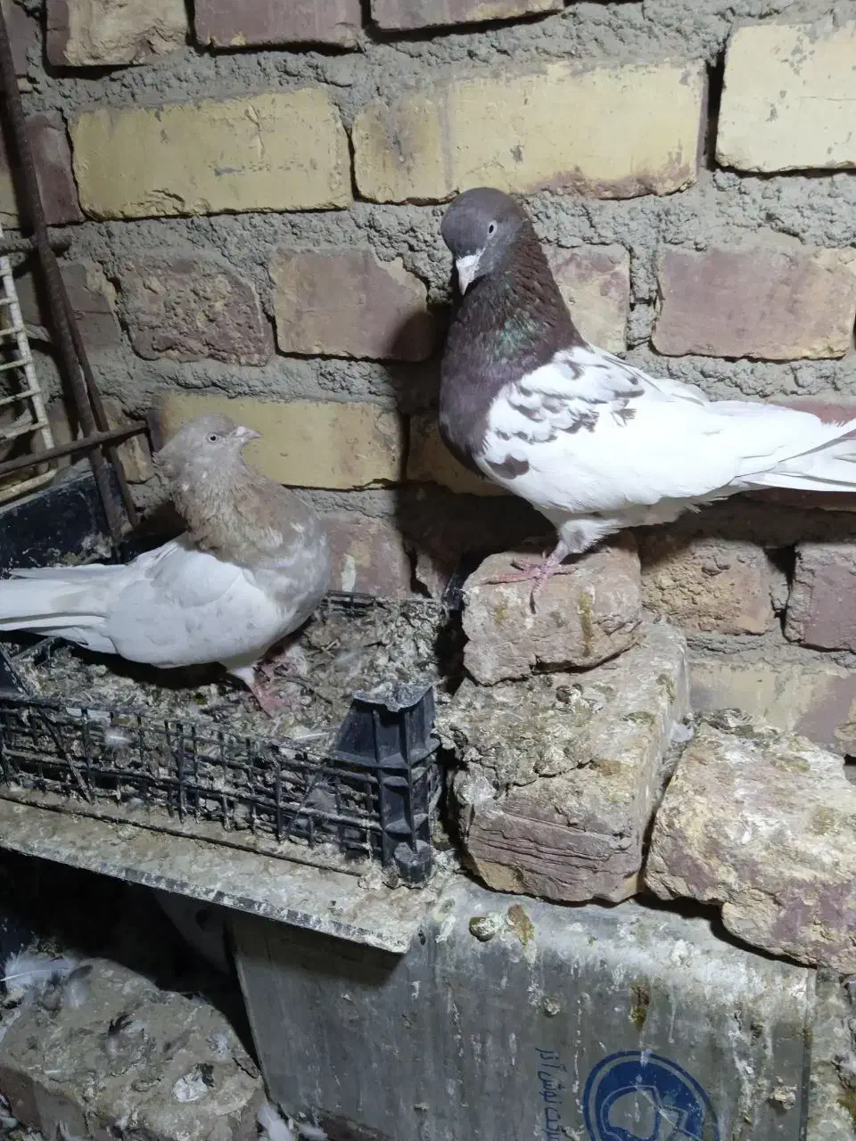 دوجفت پرشی جفت کله ای جفت سینه ای|پرنده|زابل, |دیوار