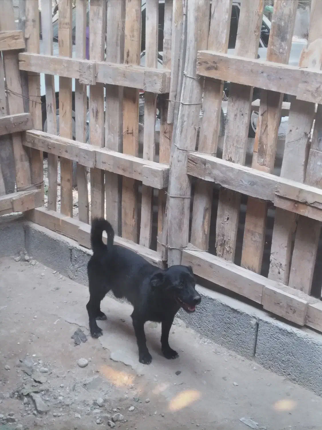 سگ خوب برای فروش|سگ|بندر کنگان, |دیوار