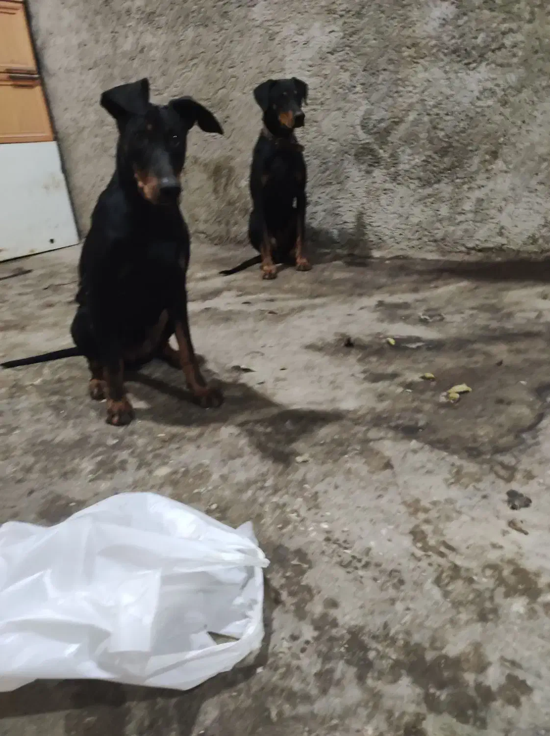 دوبرمن خالص|سگ|شیراز, دروازه قران|دیوار