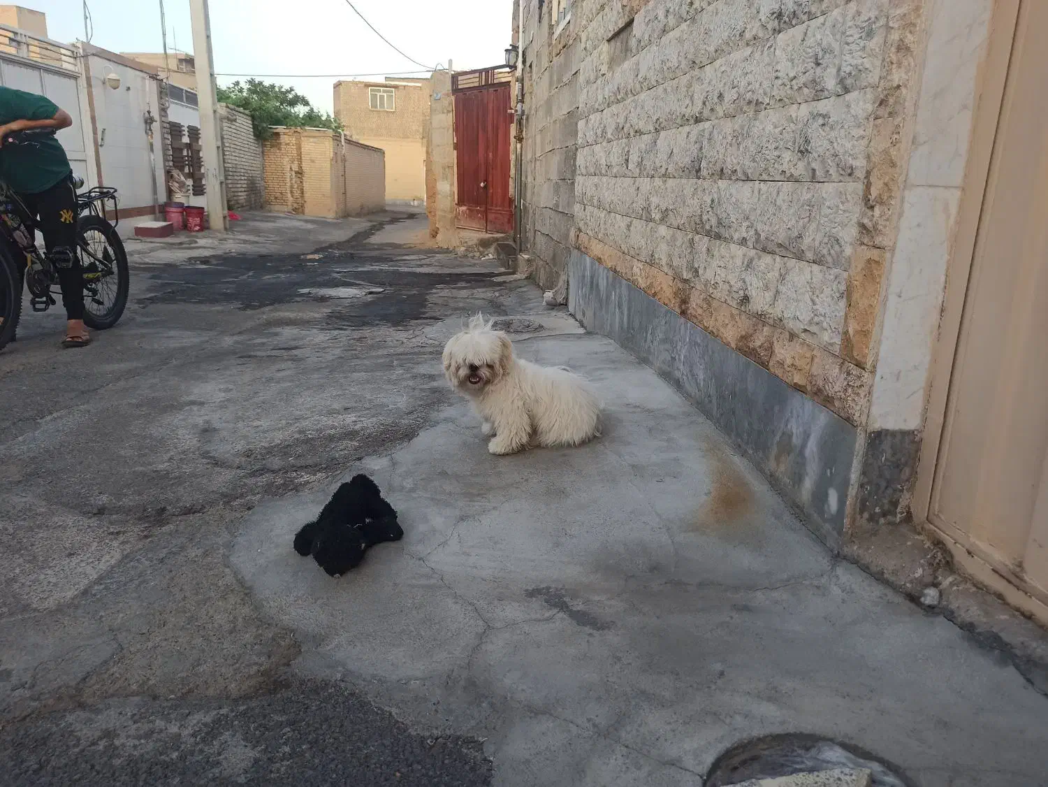 سگ پاپی شیتزو فلت|سگ|تیران, |دیوار